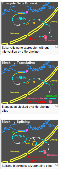 Morpholino principle Morpholino principle